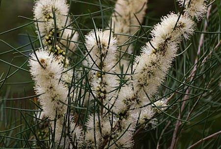 Myrtle, Honey