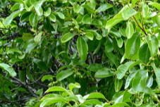 Sandalwood, South Pacific