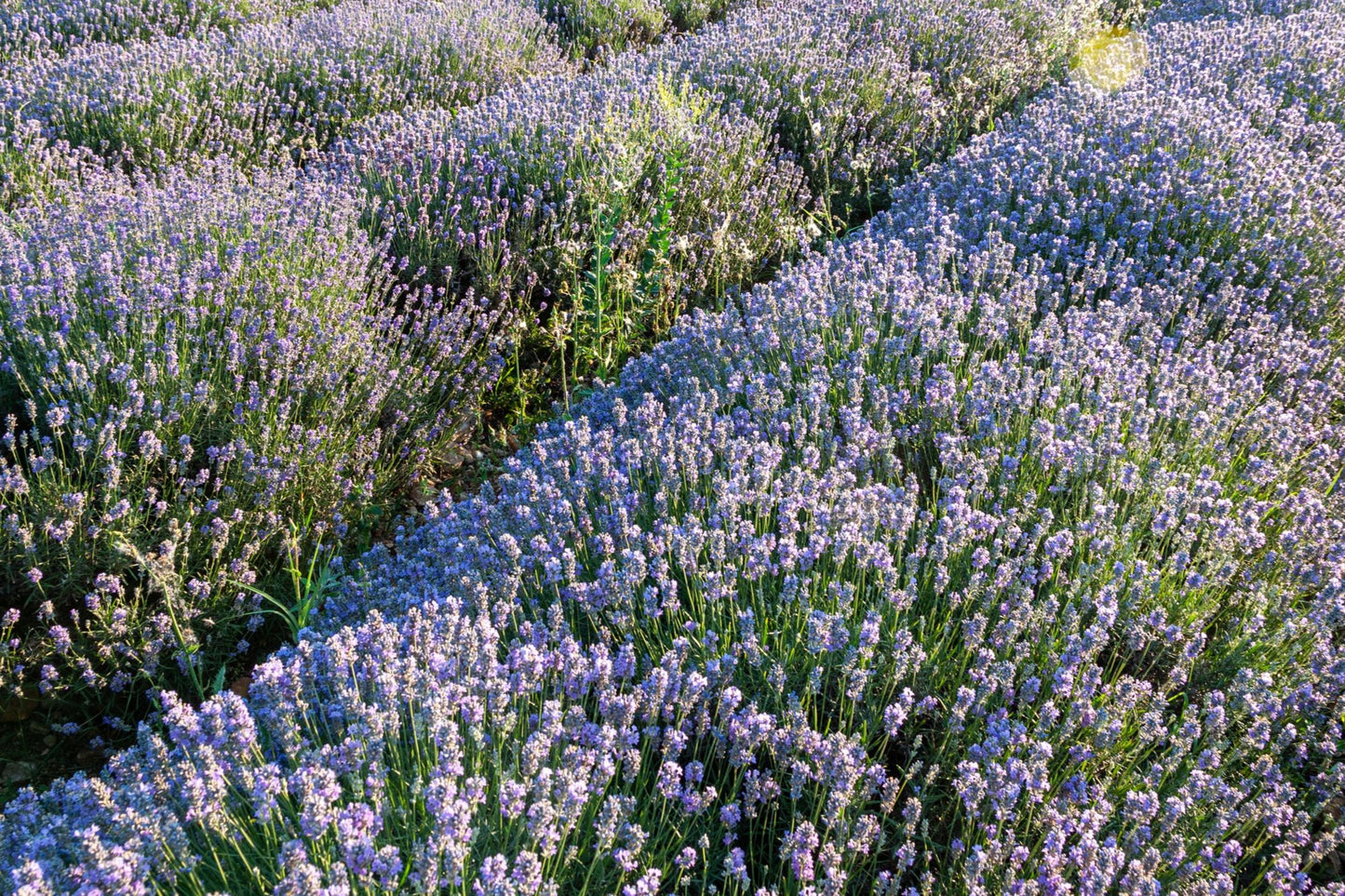 Lavender, Bulgaria (Organic)