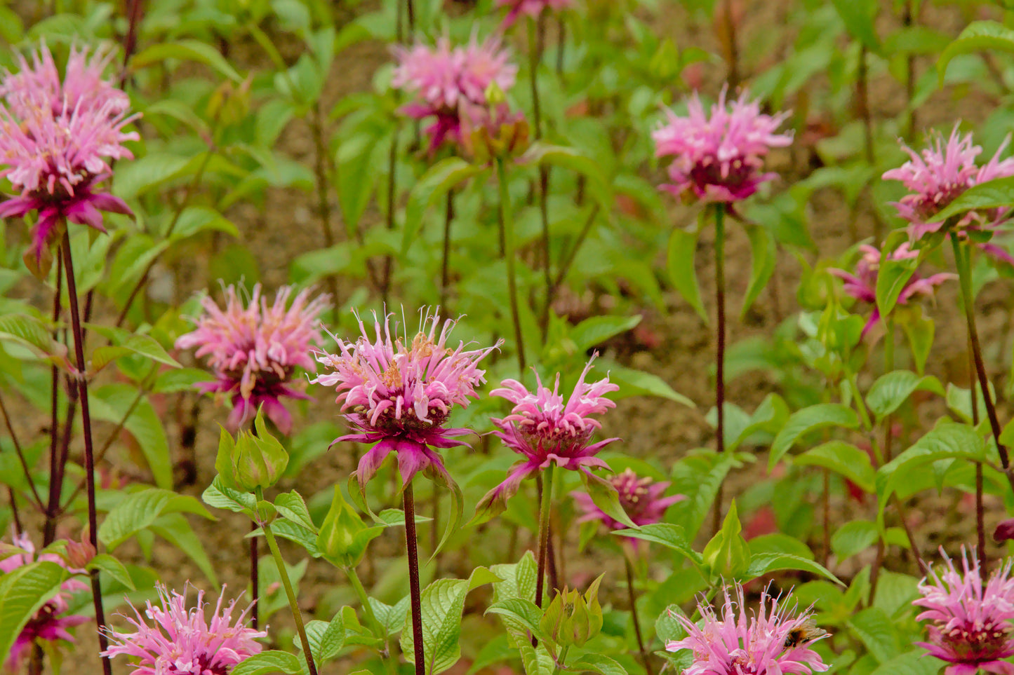 Monarda