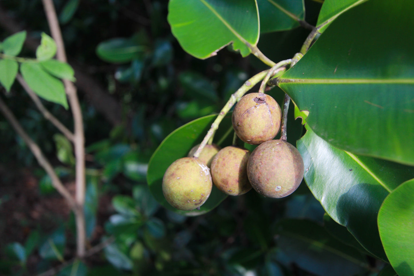 Foraha Oil