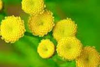 Tansy, blue
