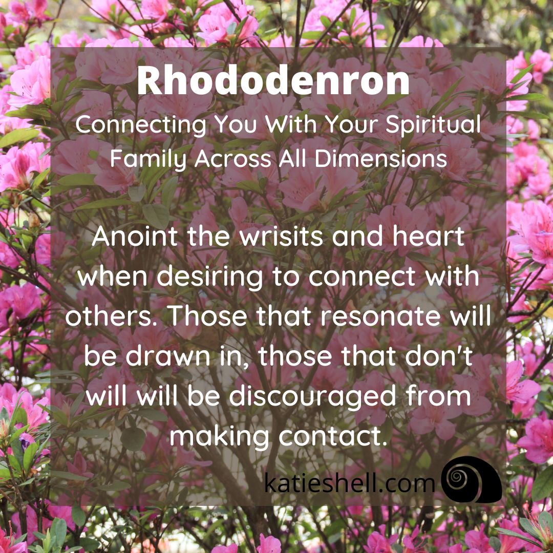 Rhododendron