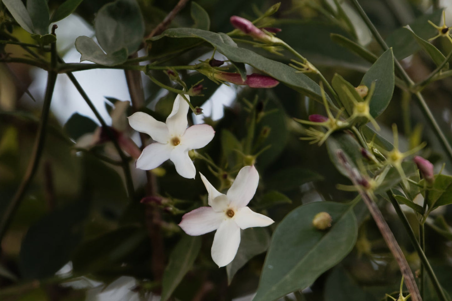 Jasmine, Grand