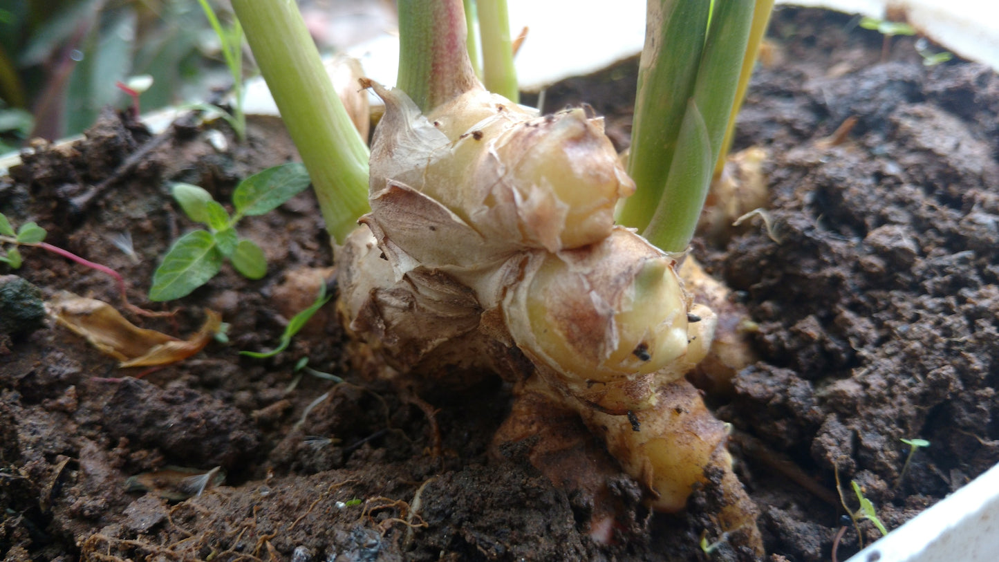 Ginger