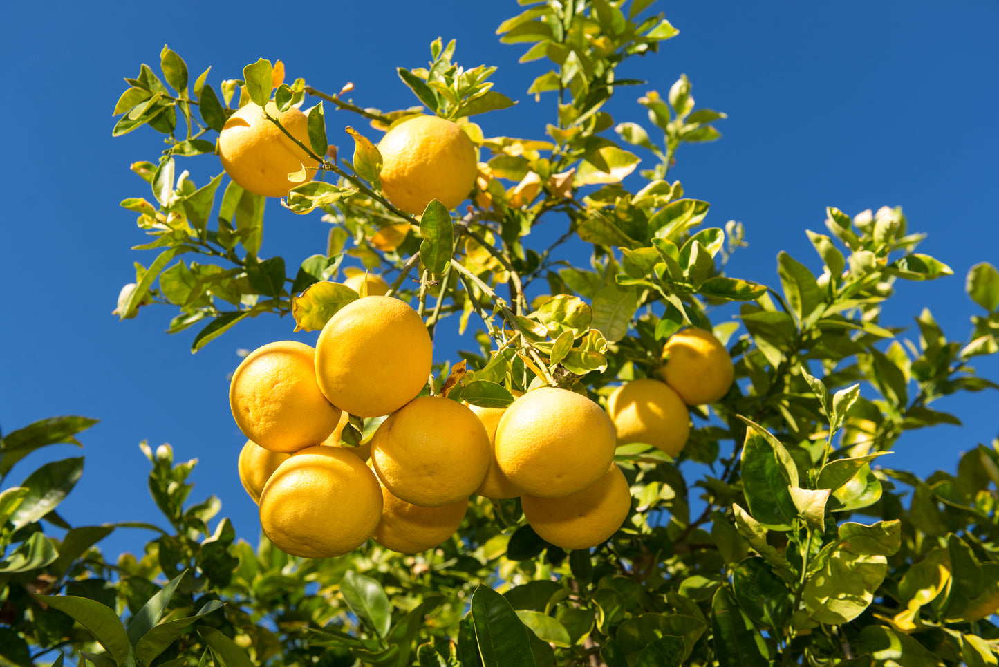 Grapefruit, white