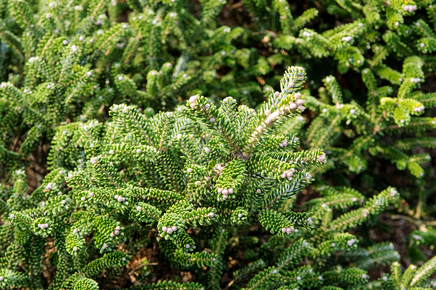 Fir, Balsam