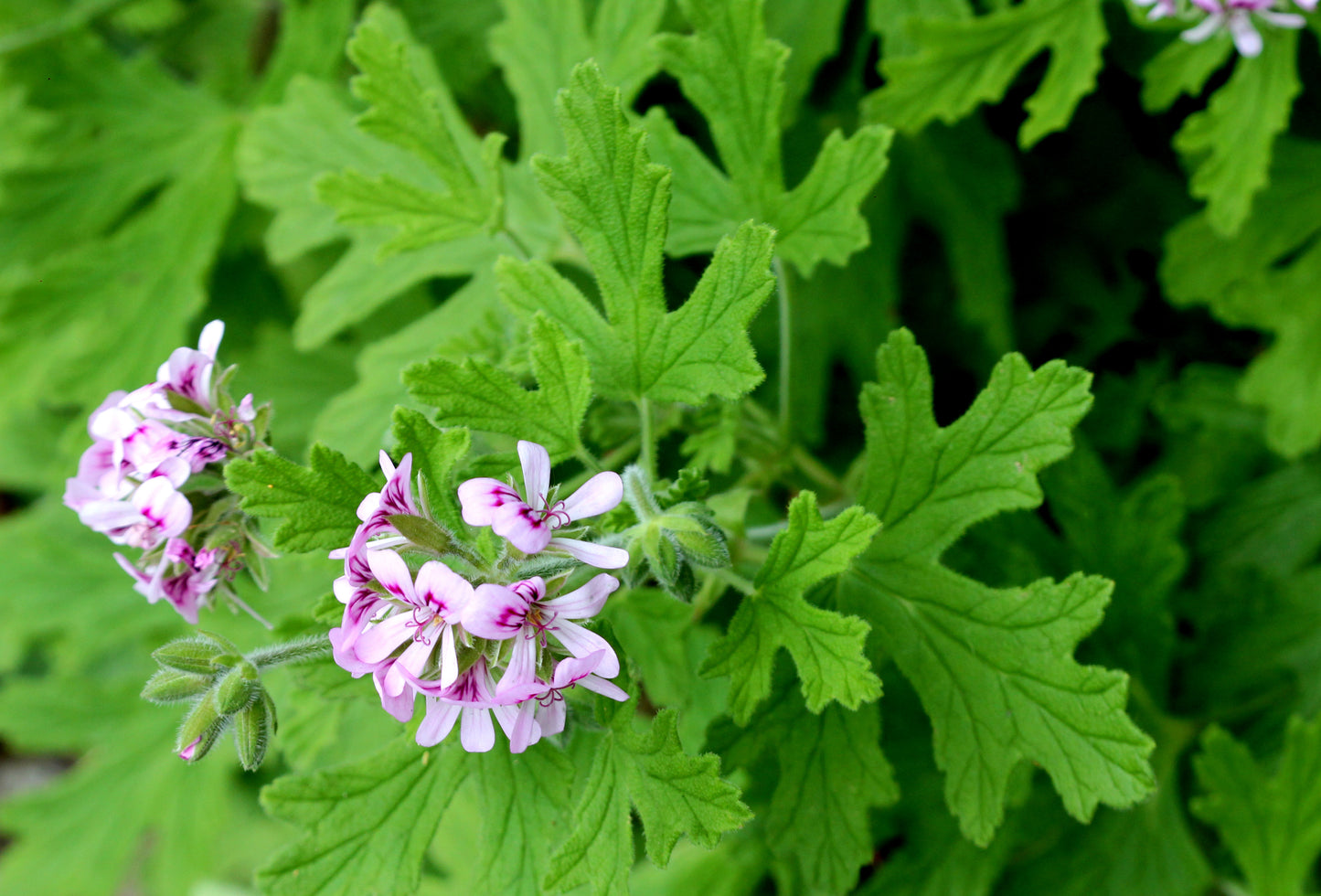 Geranium