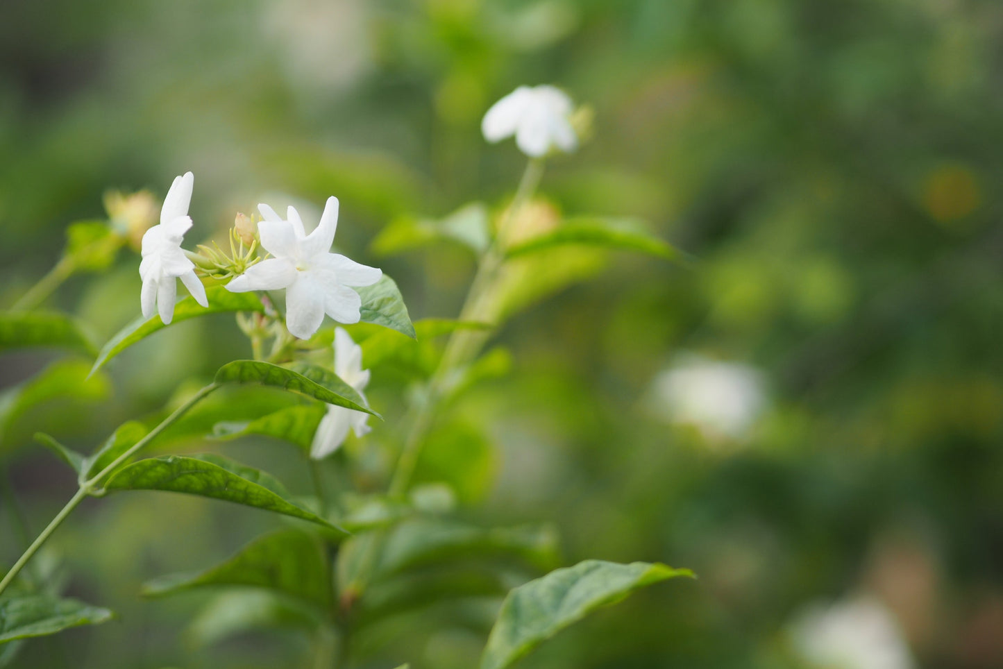 Jasmine, Sambac