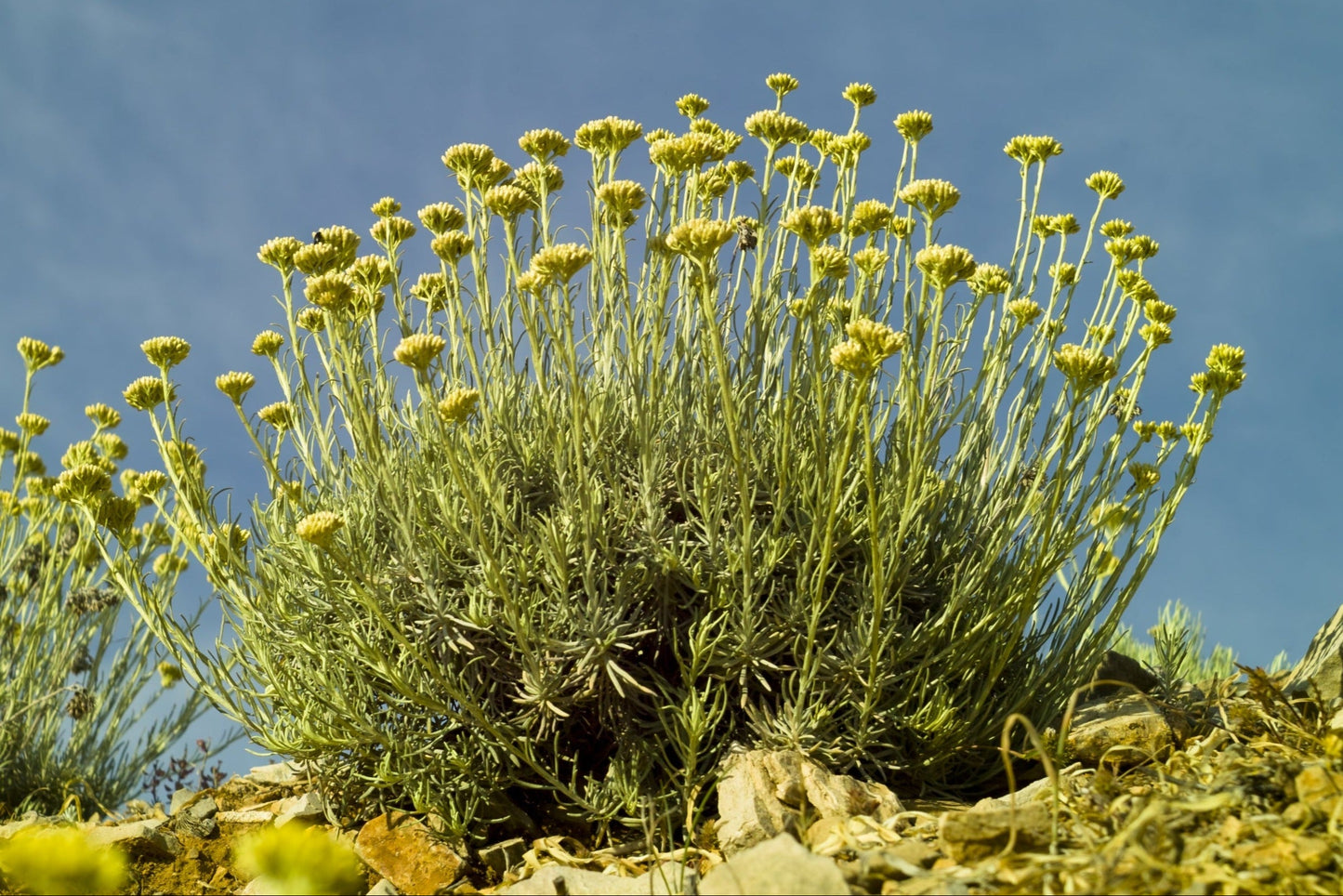 Helichrysum, italicum Albanian