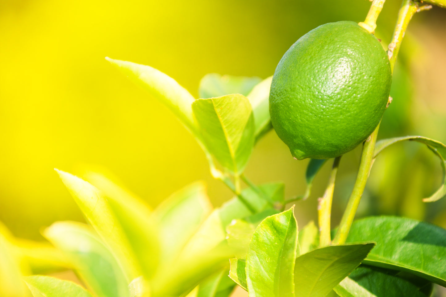Lemon - Steam Distilled