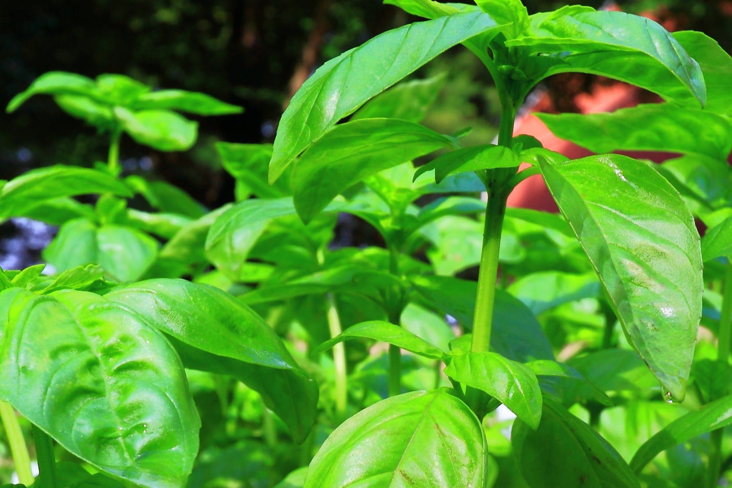 Basil, Sweet