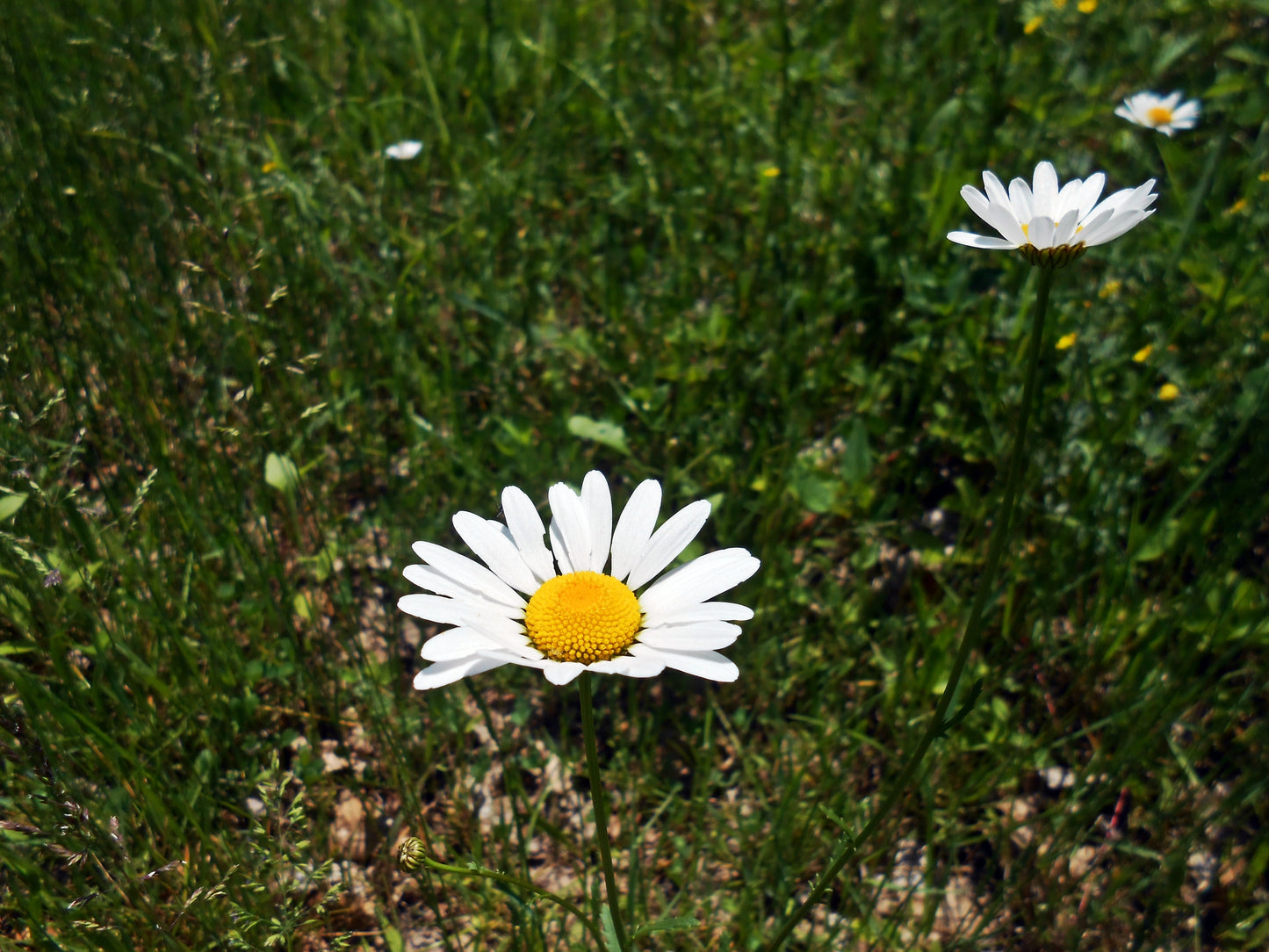 Chamomile, Roman