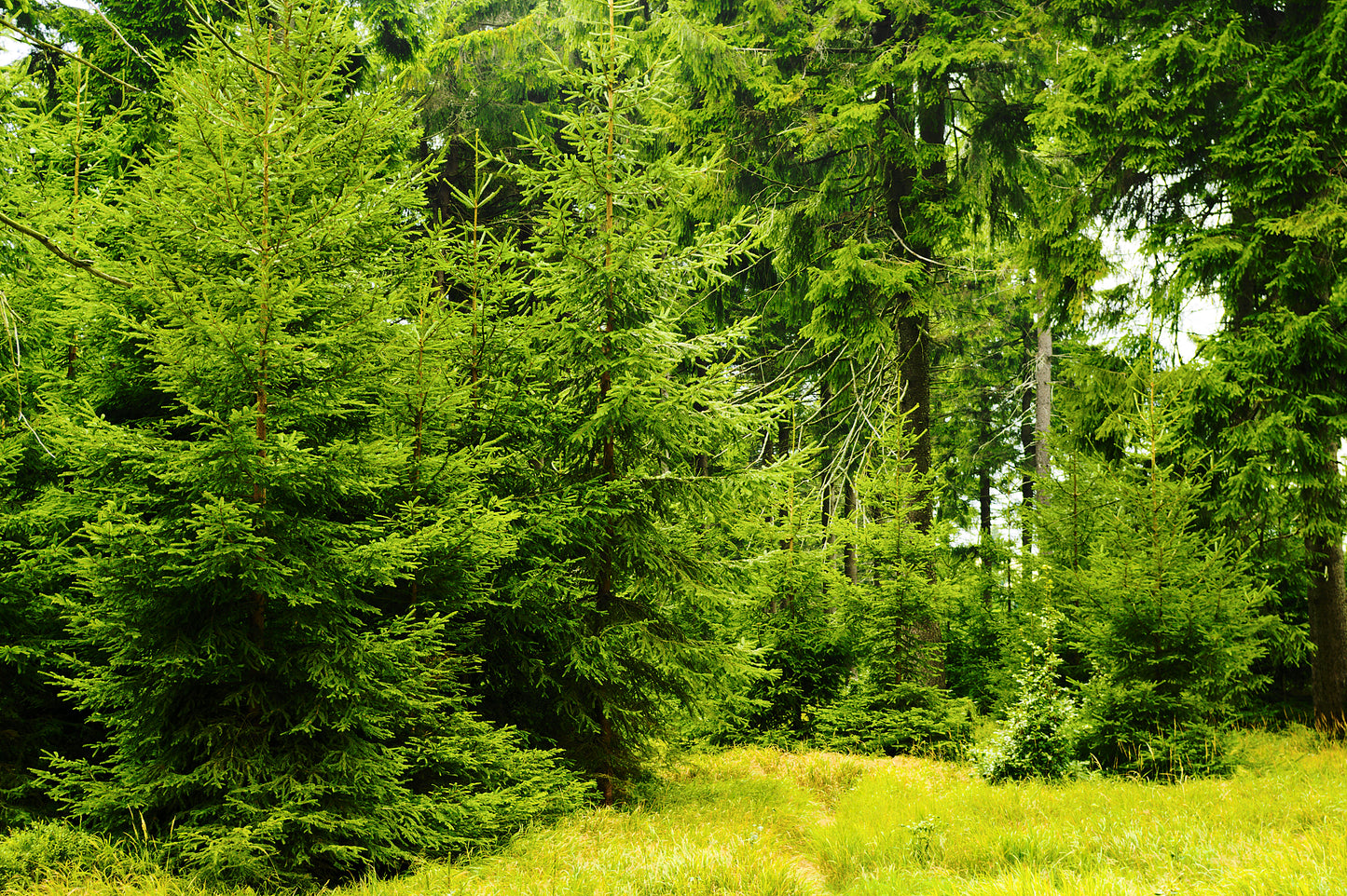 Spruce, Norway