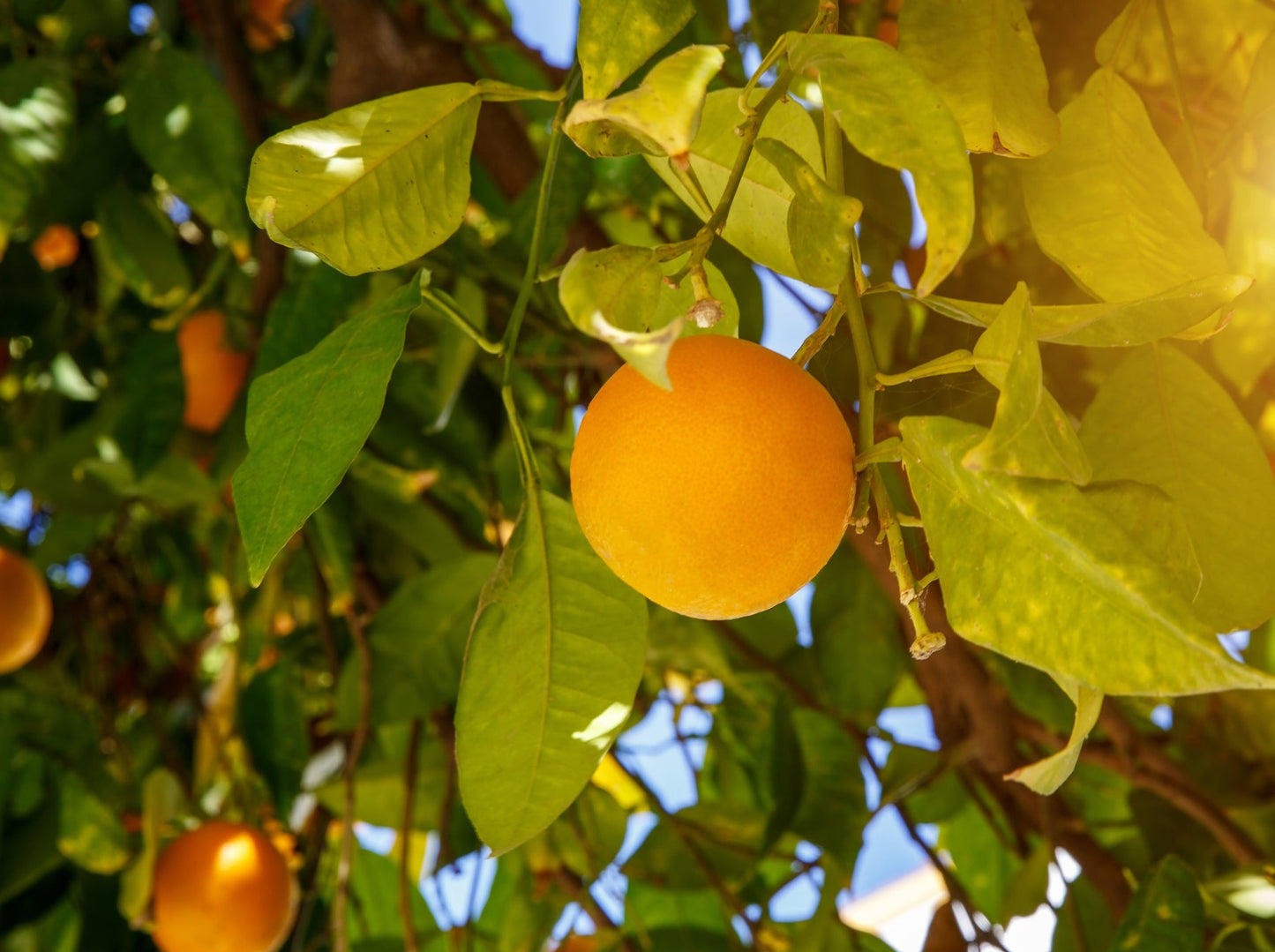 Mandarin