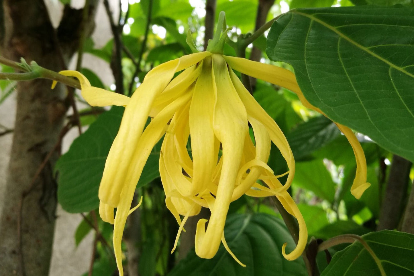 Ylang Ylang