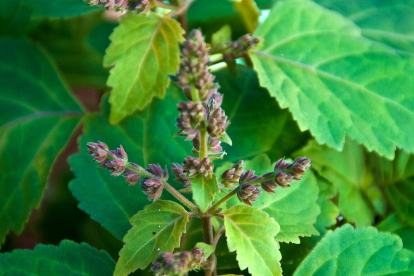 Patchouli