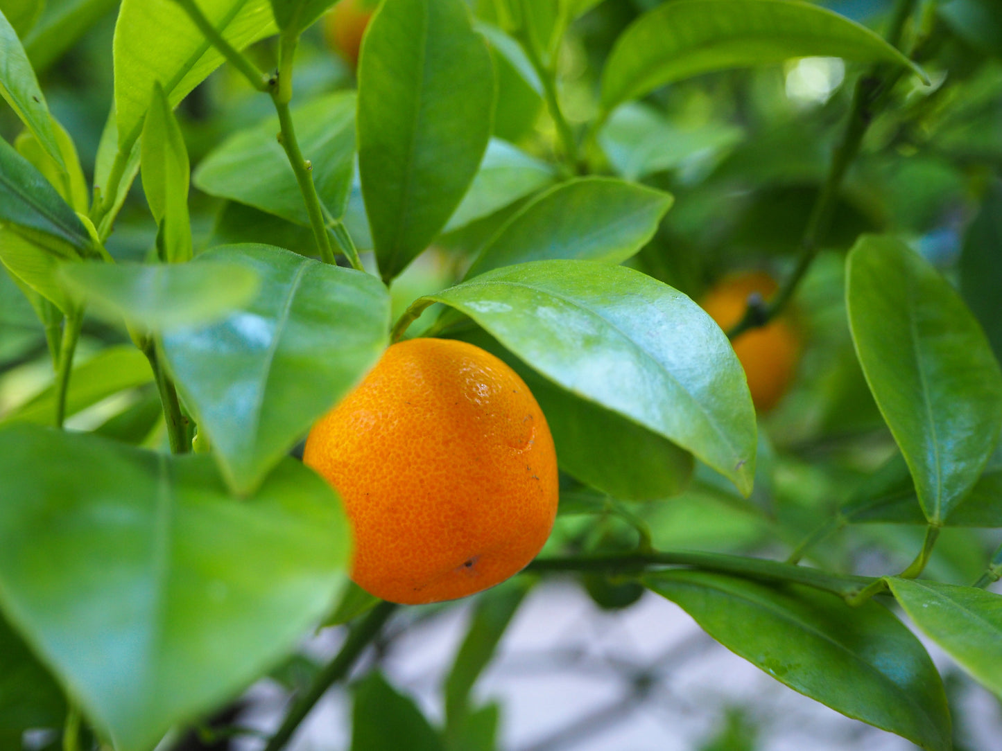 Tangerine