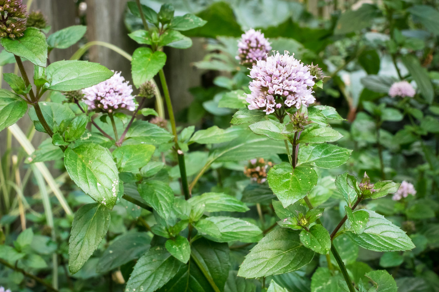 Peppermint (US)