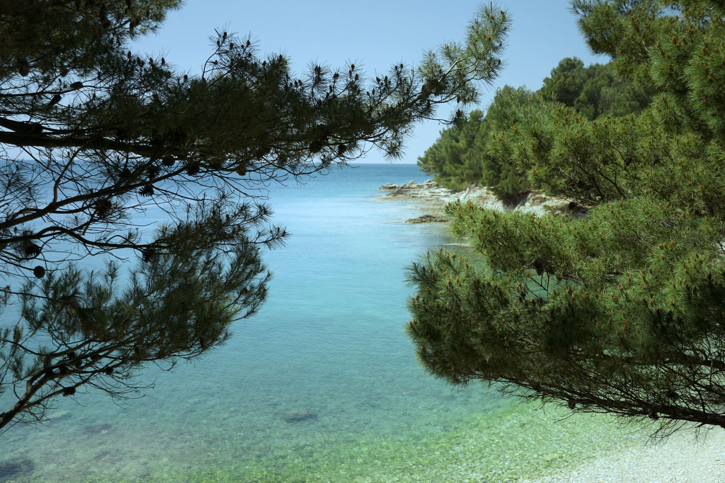 Pine, Ocean