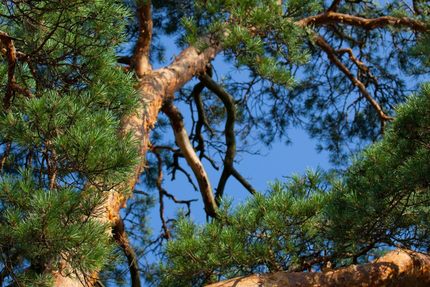 Pine, Scotch