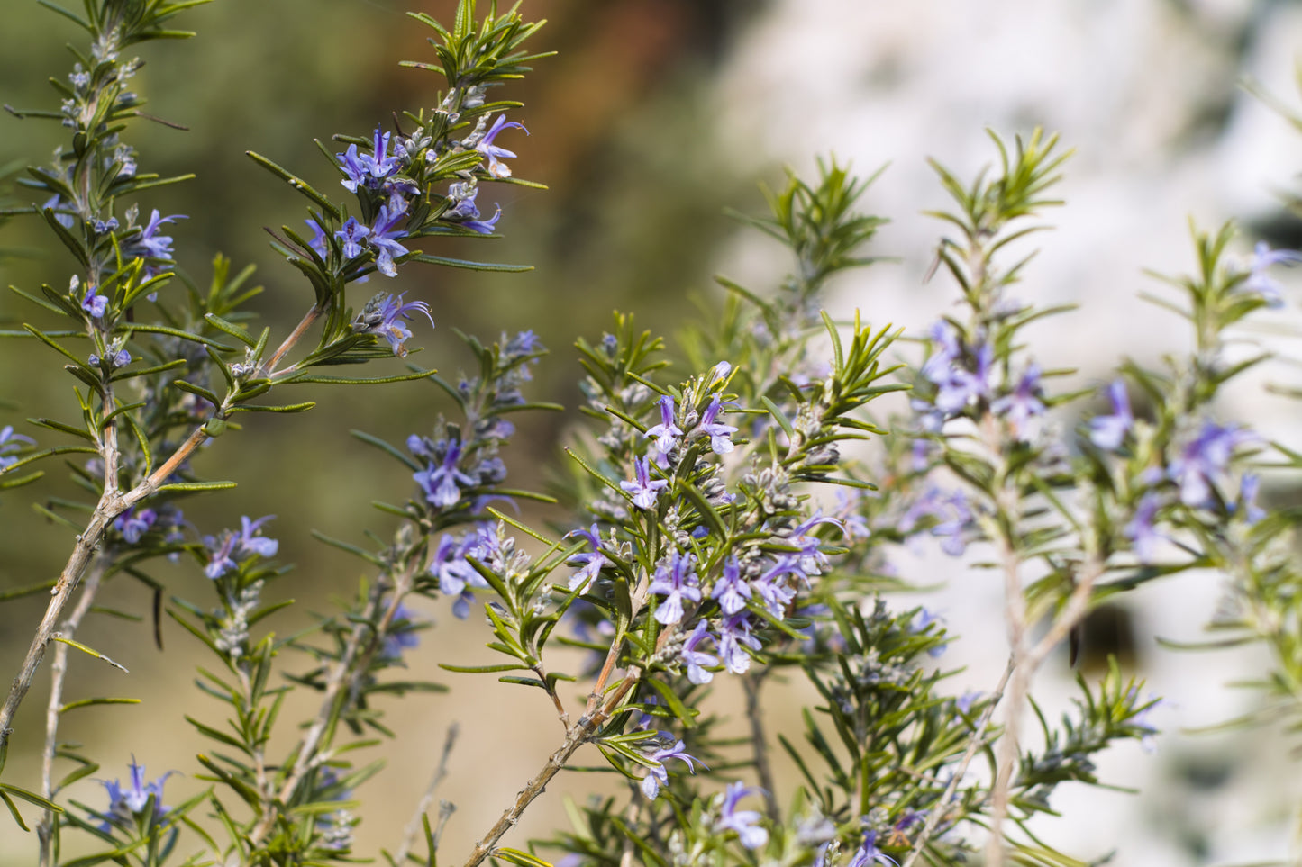 Rosemary - hi camphor