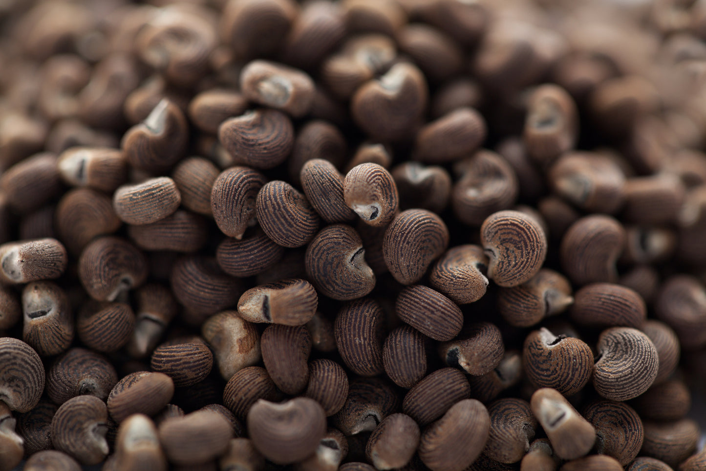 Ambrette Seed