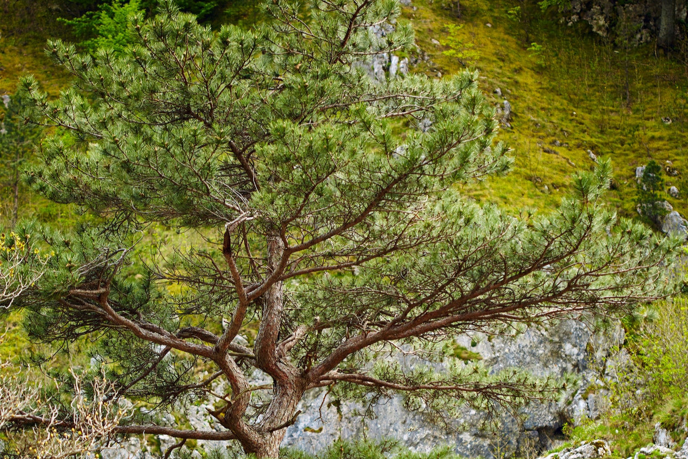 Pine, Black