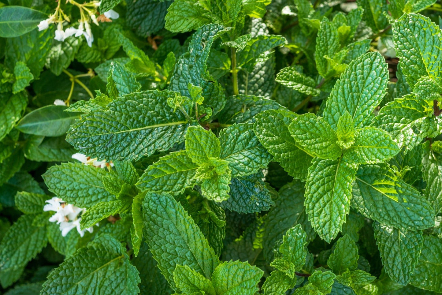 Spearmint