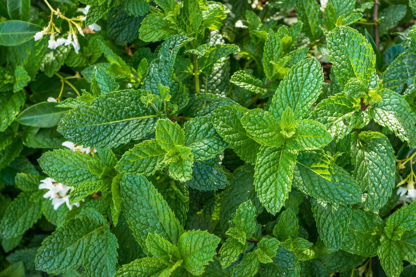 Spearmint hydrolat/hydrosol