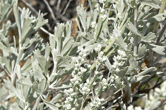 Praire Sage Hydrolat