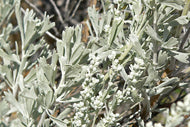 Praire Sage Hydrolat