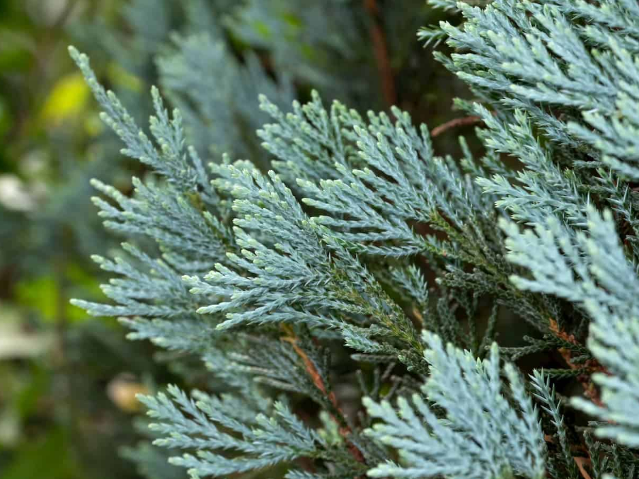 Cypress, Blue