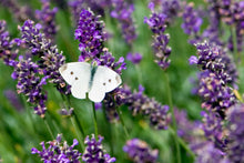 Load image into Gallery viewer, Sacred Pause Essential Oil Anointing Kit