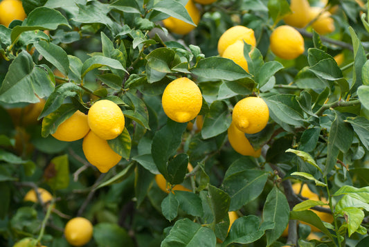 Lemon - Steam Distilled