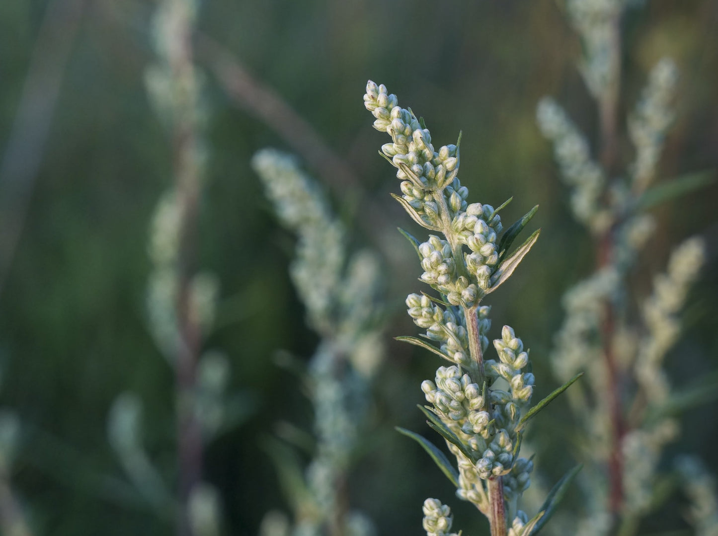 Mugwort