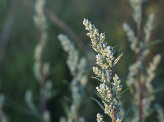 Mugwort