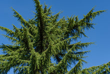 Load image into Gallery viewer, Cedarwood, Himalayan
