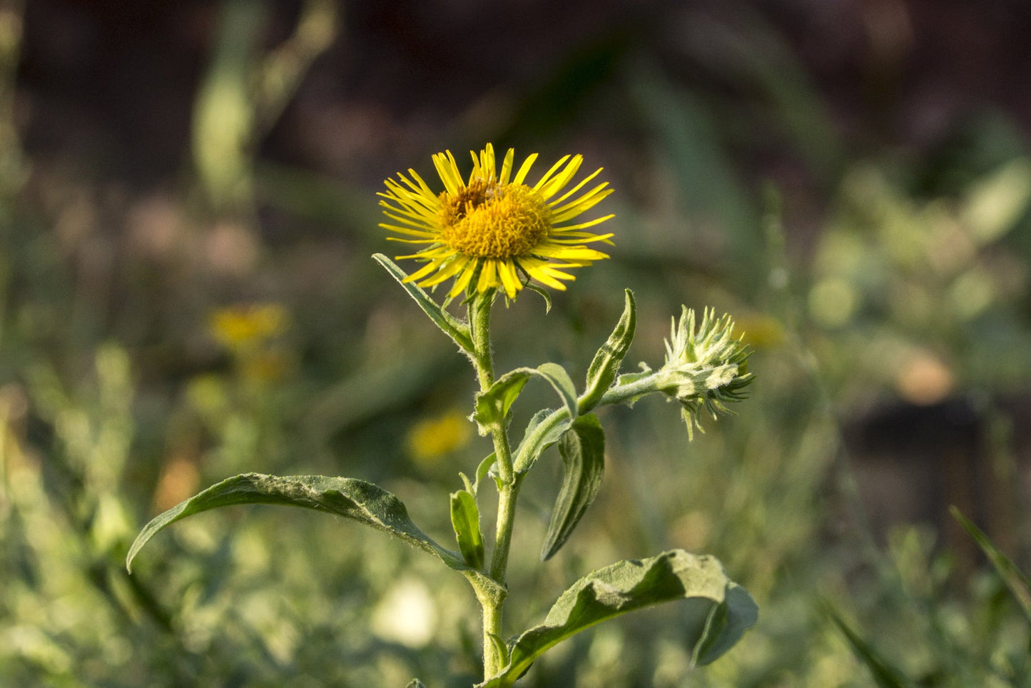 Inula graveolens