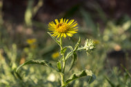 Inula graveolens
