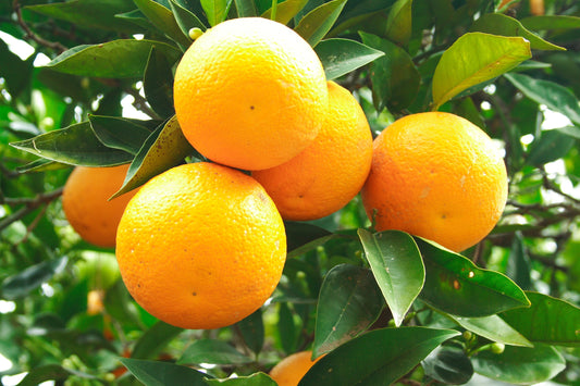 Orange, High Aldehyde "Sweet"