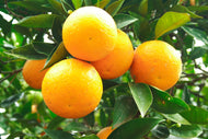 Orange, High Aldehyde 
