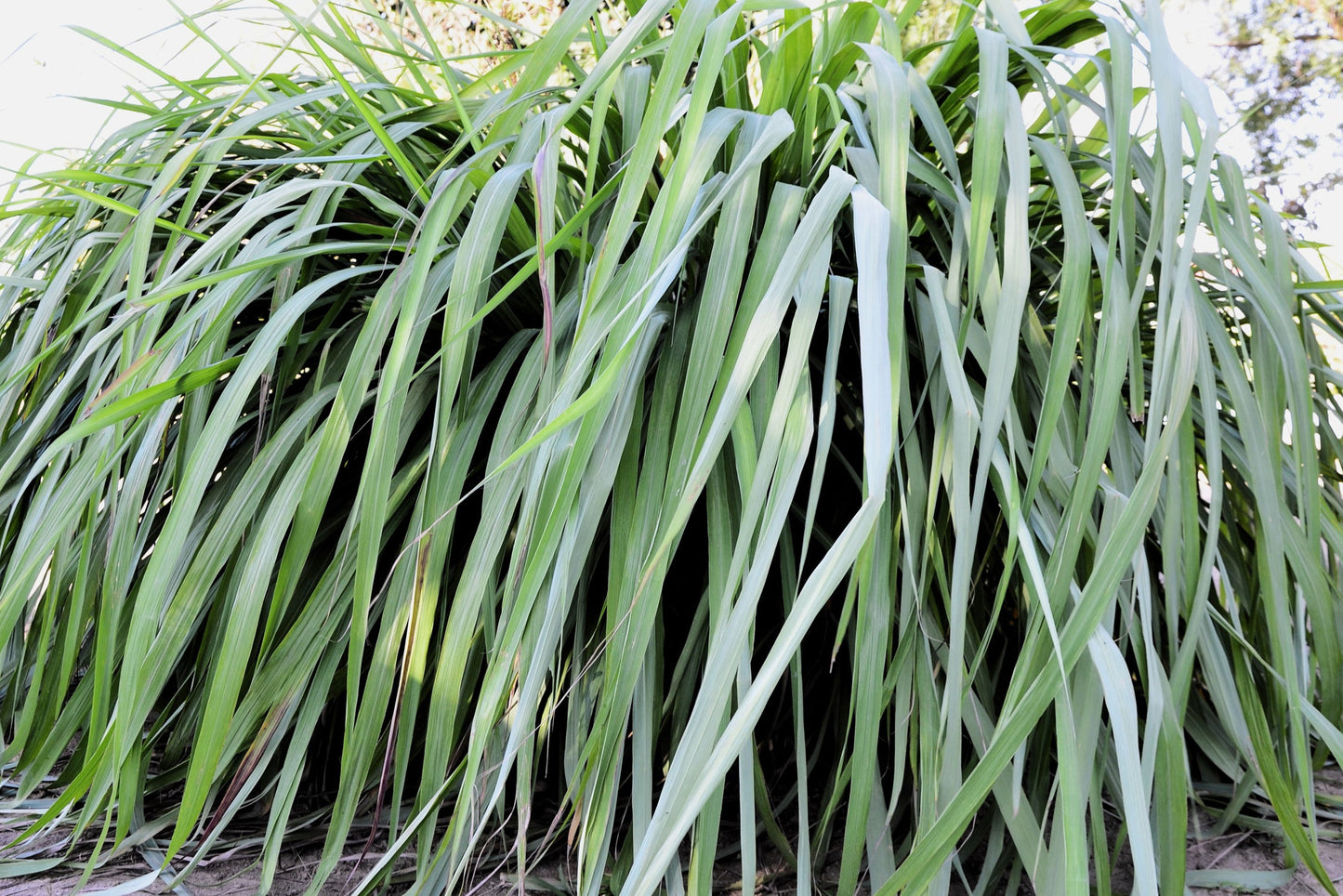 Citronella (Mana Grass)