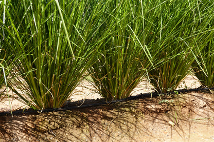 Vetiver