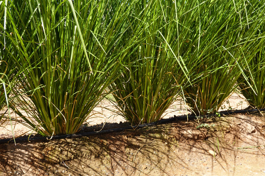 Vetiver