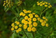 Tansy, Common