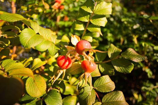 Rose Hip Seed Oil - High Lycotop