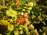 Rose Hip Seed Oil - High Lycotop