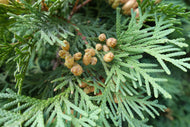 Cedar Leaf (Thuja)
