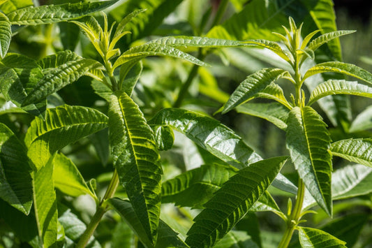 Verbena, lemon